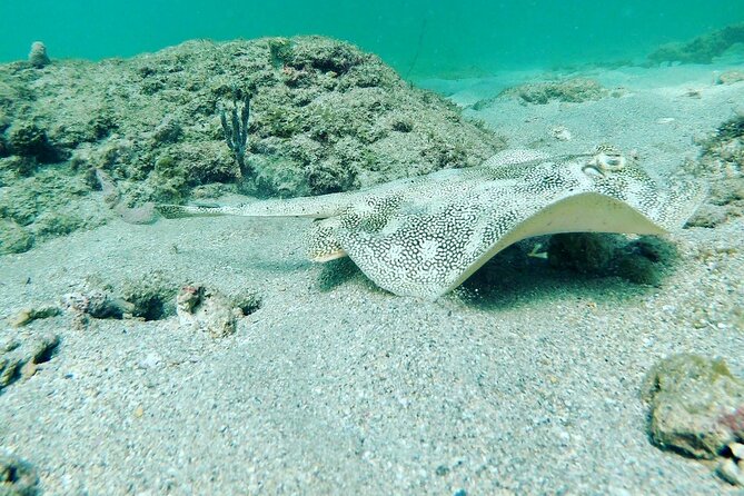 Guided Reef Snorkeling Tour in Pompano Beach - Key Points