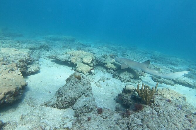 Guided Reef Snorkeling Tour in Pompano Beach - Equipment and Safety Measures