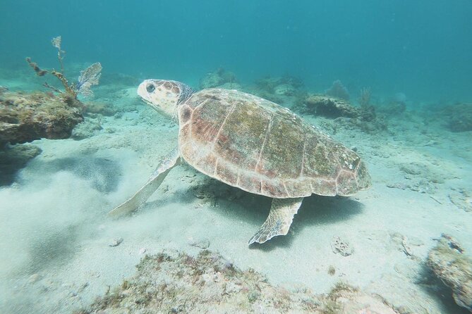 Guided Reef Snorkeling Tour in Pompano Beach - What Sets This Tour Apart from Others