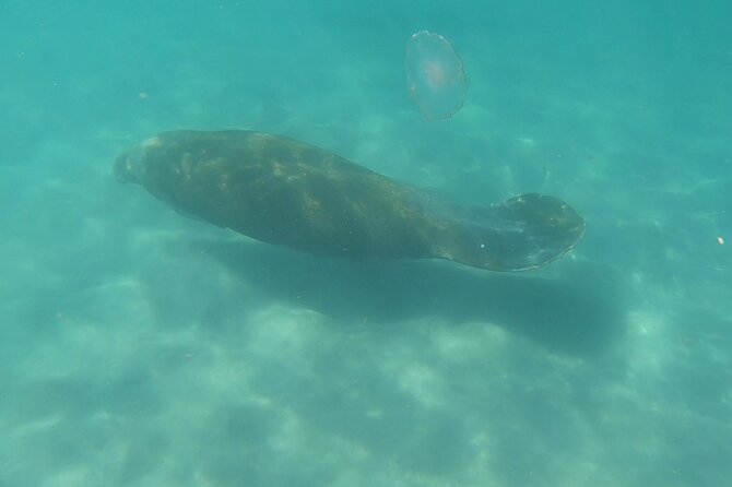 Guided Reef Snorkeling Tour in Pompano Beach - Limitations and Considerations