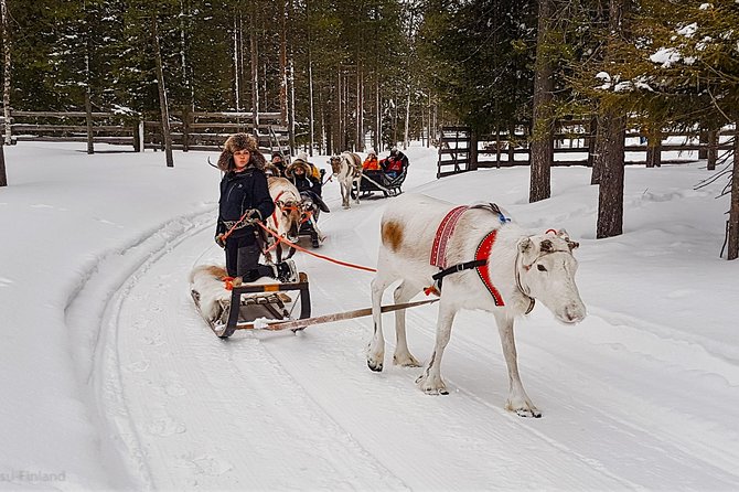 Guided reindeer farm visit and one hour sledge safari - Starting Point at Kopara Reindeer Park in Pyhätunturi