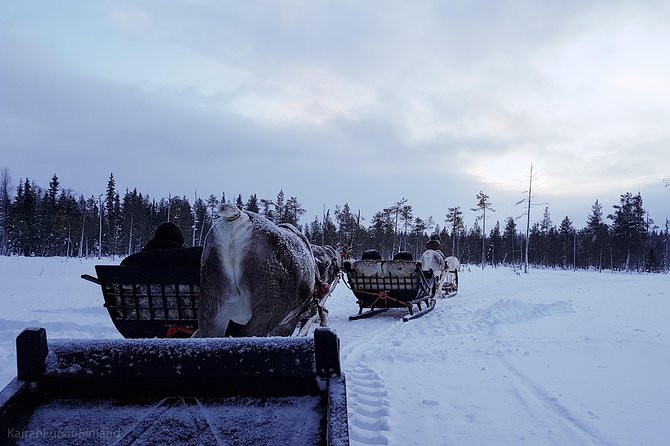 Guided reindeer farm visit and one hour sledge safari - Meeting and Interacting with Reindeer Guides