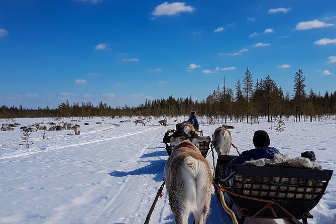 Guided reindeer farm visit and one hour sledge safari - What Makes This Tour Stand Out in Lapland?