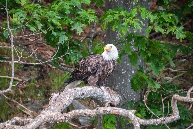 Guided RIB Boat Adventure of Casco Bay - Key Points
