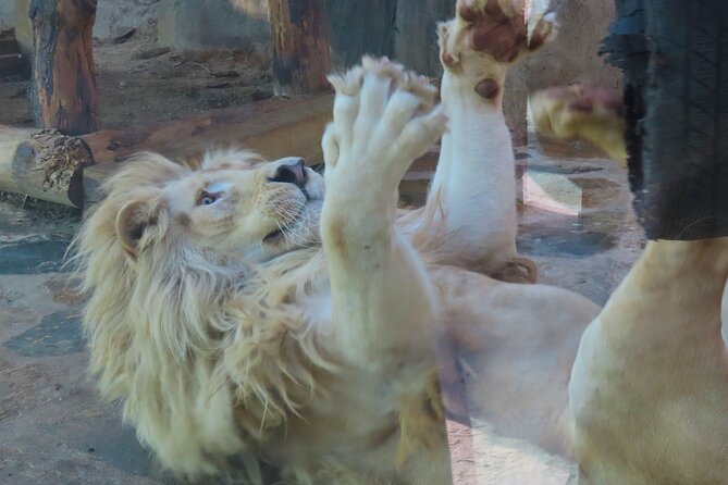 Guided Sapanca Lake Mahmudiye and Masukiye Tour with Cable Car - Discovering Sapanca Lake: A Natural Gem