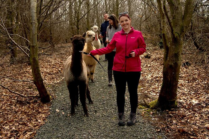 Guided Scenic Alpaca Trekking Experience Northern Ireland - The Scenic Trek Through Farmland, Woodland, and Wetlands
