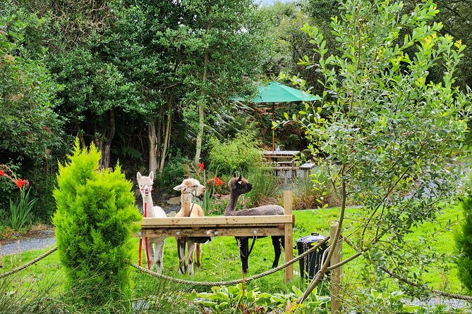 Guided Scenic Alpaca Trekking Experience Northern Ireland - Timing, Weather, and Cancellation Policy