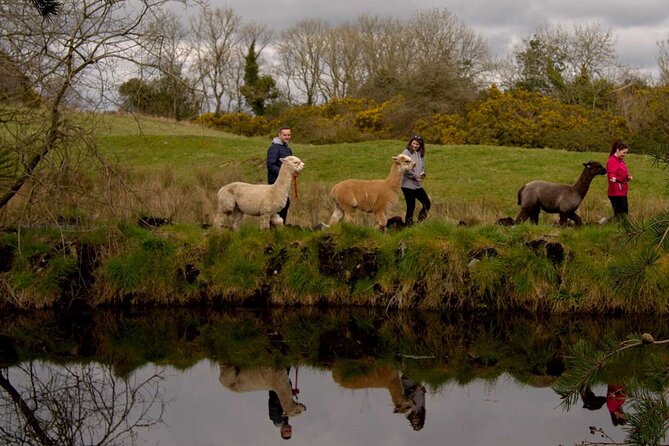 Guided Scenic Alpaca Trekking Experience Northern Ireland - Value and Overall Experience