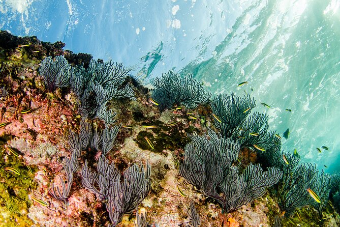 Guided Scuba Diving in Cabo Pulmo - Logistics and Group Size Considerations