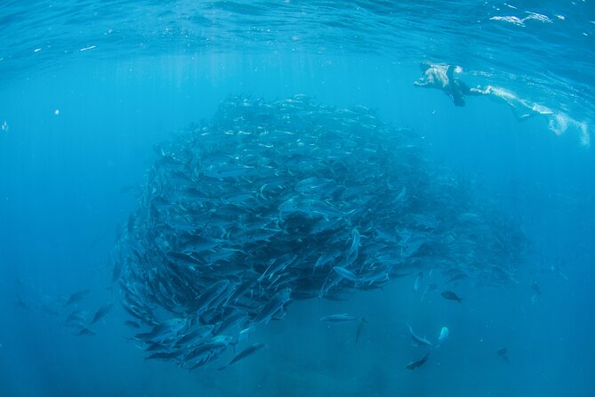 Guided Scuba Diving in Cabo Pulmo - Why Choose This Guided Scuba Tour in Cabo Pulmo?
