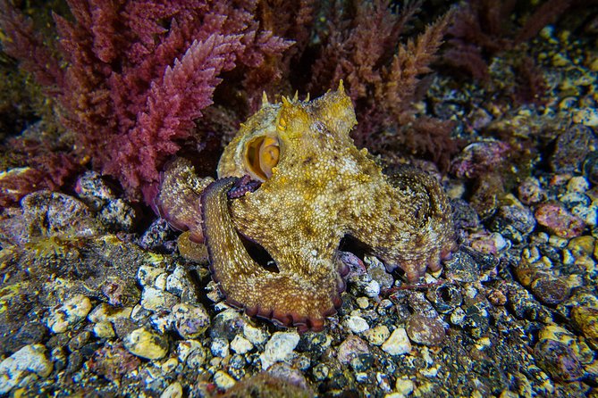 guided Scuba Diving on Tenerife (for certified divers) - Discover the Best of Tenerife with Guided Scuba Diving for Certified Divers