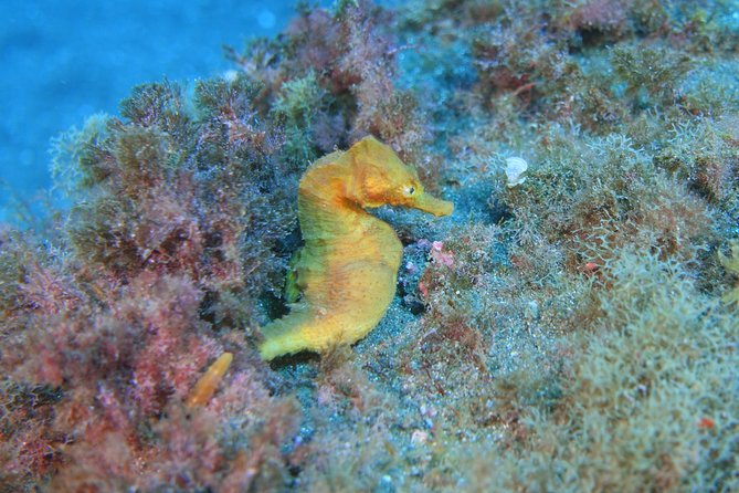 guided Scuba Diving on Tenerife (for certified divers) - Expert Guidance in Small, Focused Groups