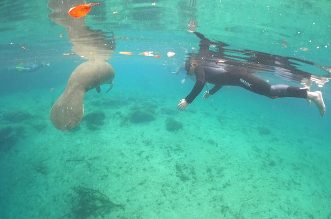 Guided Semi-Private Snorkel Tour (w/ FREE Photos!) - The Impact of the Off-Season and Sightings