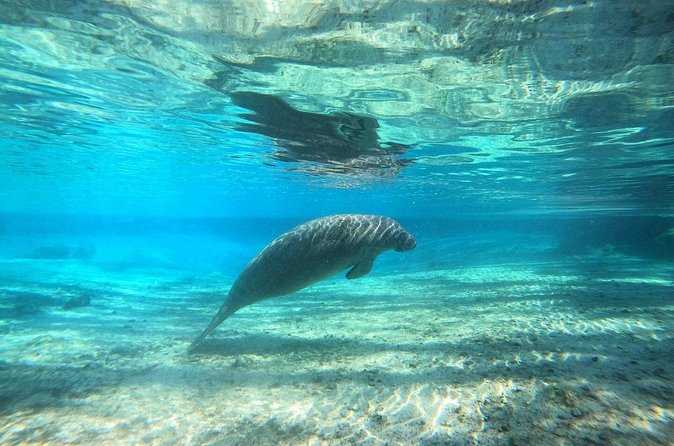 Guided Semi-Private Snorkel Tour (w/ FREE Photos!) - Customer Experience and Guide Expertise