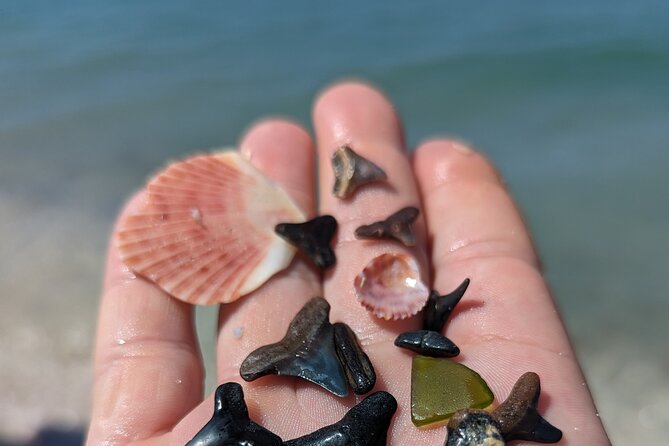 Guided Shark Tooth and Seashell Hunting Eco Tour on Manasota Key - What the Guided Experience Offers