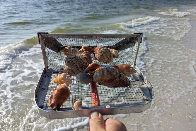 Guided Shark Tooth and Seashell Hunting Eco Tour on Manasota Key - Logistics: Meeting Point and Group Size