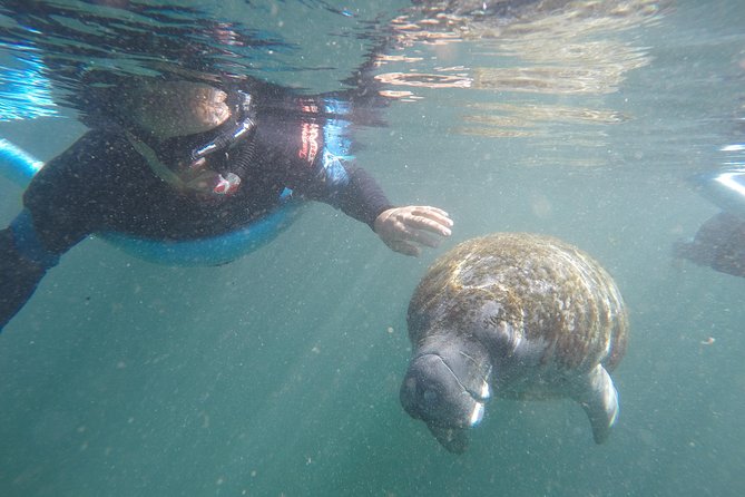 Guided Small Group Manatee Snorkeling Tour with In-Water Photographer - Discover Crystal River’s Manatees on a Guided Snorkeling Tour for $79