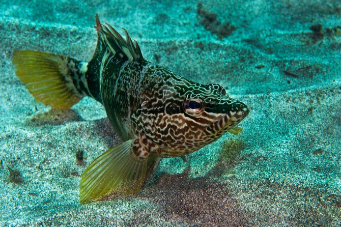 Guided Snorkel Experience - Equipment Provided for Comfort and Safety