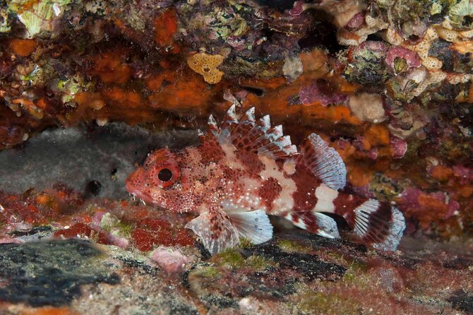 Guided Snorkel Experience - The Snorkeling Experience and Locations Covered