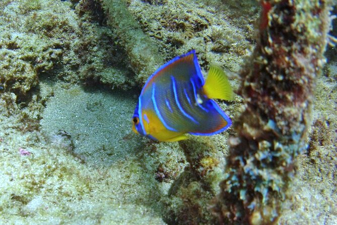 Guided Snorkel Experience in Fort Lauderdale - Flexibility and Weather Considerations