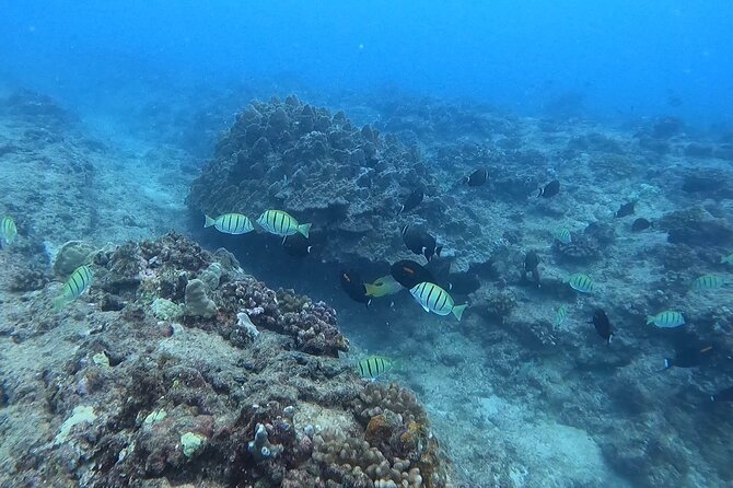 Guided Snorkel Tour for Beginners in Honolulu - Small-Group Snorkeling Experience for Beginners in Honolulu
