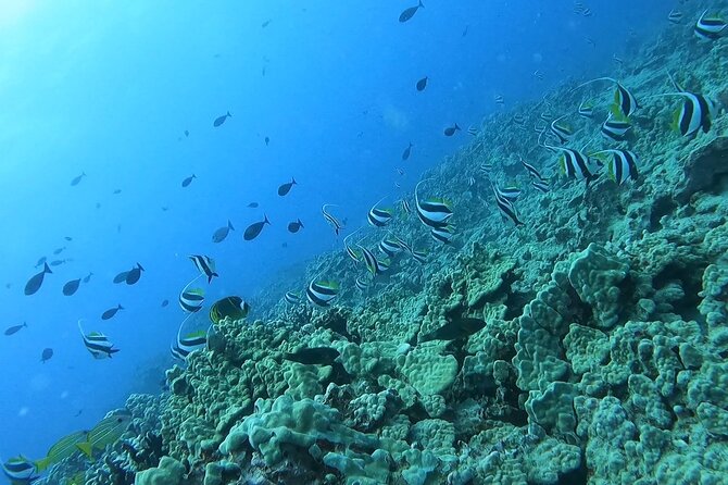 Guided Snorkel Tour for Beginners in Honolulu - What’s Included in the Honolulu Snorkel Tour