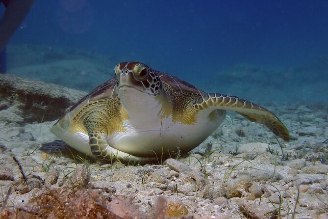 Guided snorkeling trip to the turtles in Protaras - Discover the Guided Snorkeling Trip to Sea Turtles in Protaras