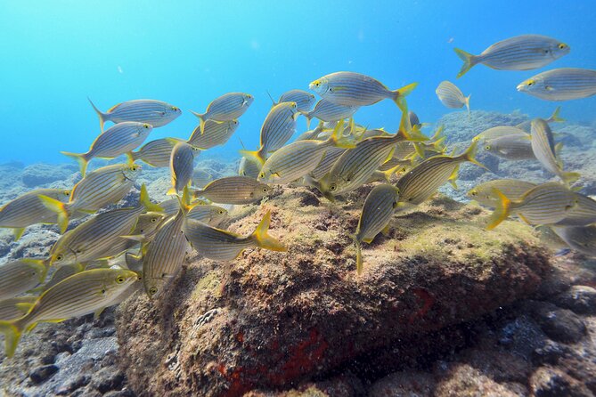 Guided Snorkelling Experience in South of Gran Canaria - Shore-Based Snorkelling at Crystal-Clear Waters