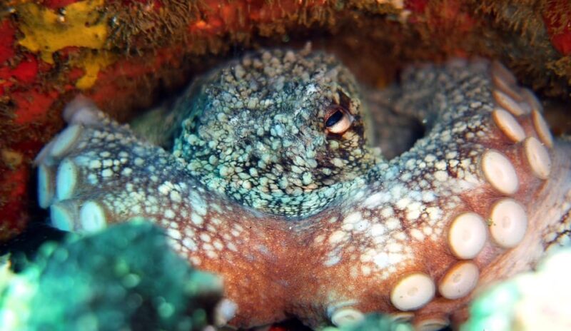 Guided Snorkelling experience in south of Gran Canaria - Comparing Similar Experiences in Gran Canaria