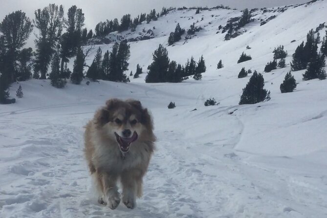 Guided Snowshoe Experience in Lake Tahoe - Unique Off-Trail Snowshoeing with Expert Guides