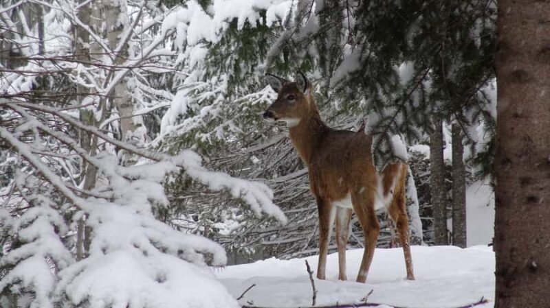 Guided Snowshoe Tour in Mont-Tremblant - Wildlife Viewing and Nature Facts