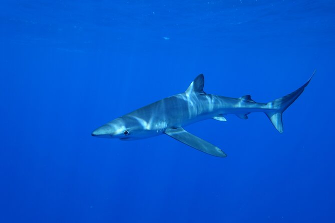 Guided Swimming Experience with Sharks in Portugal - Location and Meeting Point at Go Shark Azores