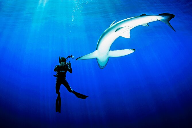 Guided Swimming Experience with Sharks in Portugal - Suitability for Free-Divers and Physical Requirements