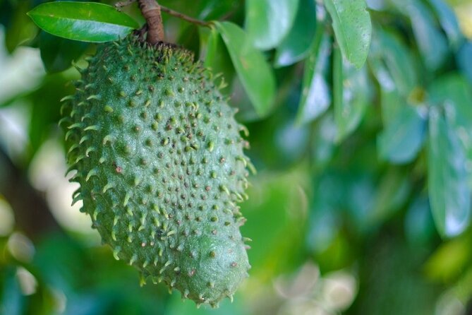 Guided Tasting of 15+ Tropical Fruits in Playa del Carmen - How the Guide Connects Food to Mexican Traditions