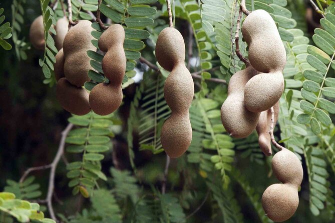 Guided Tasting of 15+ Tropical Fruits in Playa del Carmen - What Makes This Tour Stand Out in Playa del Carmen