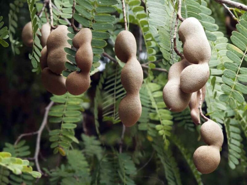 Guided Tasting of 15+ Tropical Fruits in Playa del Carmen - Flexibility with Tour Options and Accessibility