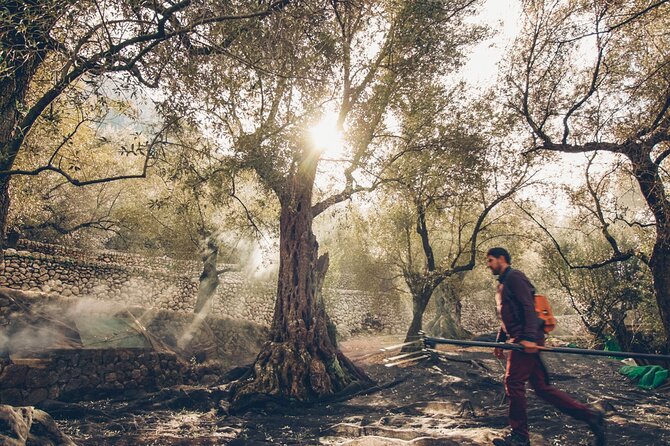 Guided Tasting Tour in 16th century House and Olive Oil Factory - Accessibility and Practical Tips