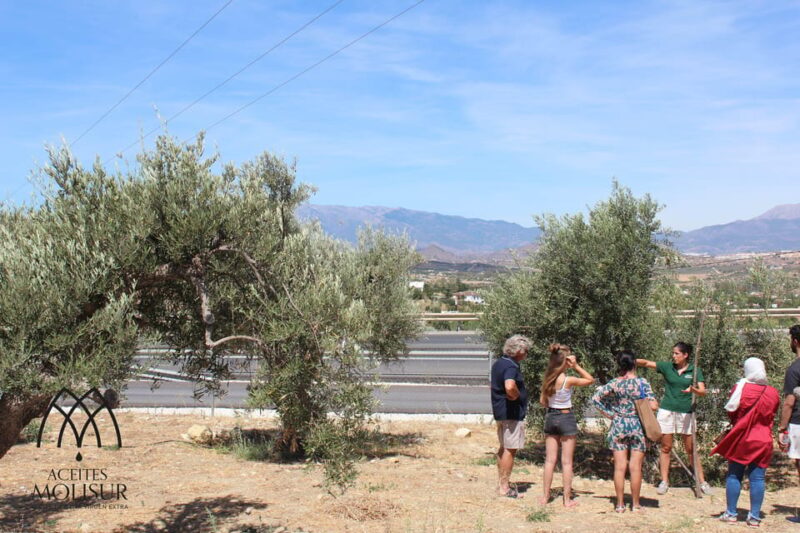 Guided tour and oil tasting at the Aceites Molisur factory - The Starting Point at Aceites Molisur