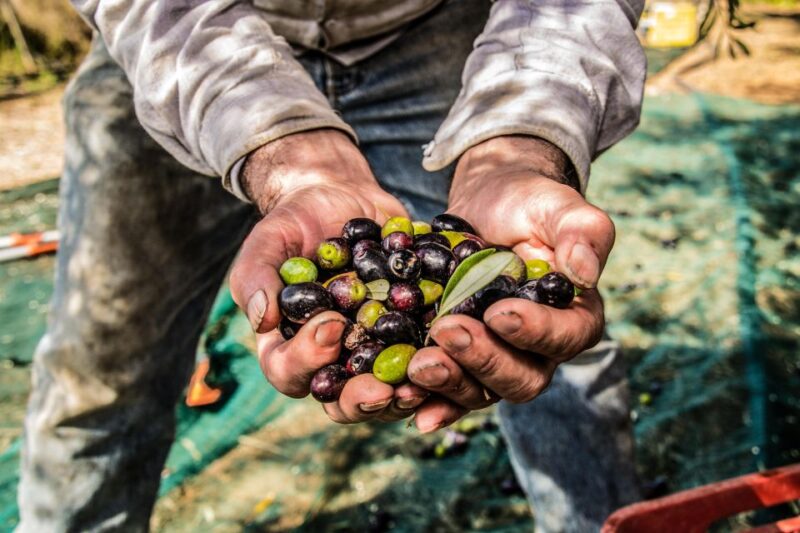 Guided tour and oil tasting at the Aceites Molisur factory - The Production Area and Modern Methods