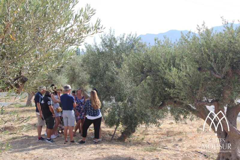 Guided tour and oil tasting at the Aceites Molisur factory - The Tasting Experience of Three Olive Oils