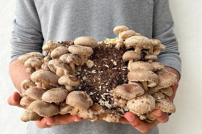 Guided tour and tasting in mushroom cultivation - Key Points