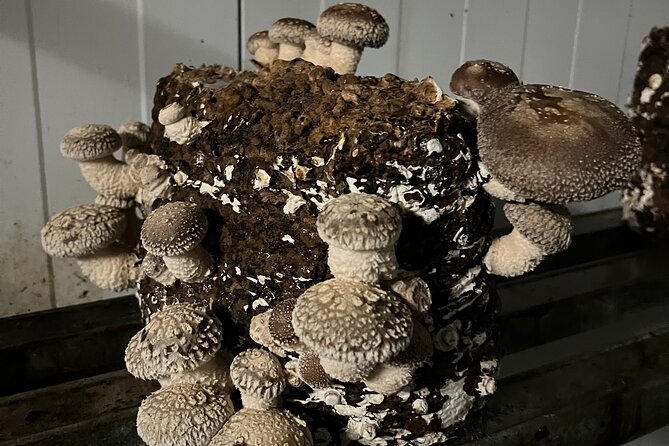 Guided tour and tasting in mushroom cultivation - The Guided Tour Structure: From Videos to Indoor Forests