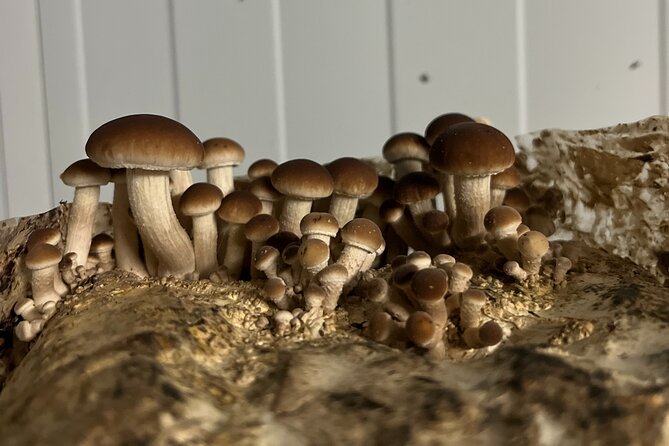 Guided tour and tasting in mushroom cultivation - Practical Details and Booking Flexibility
