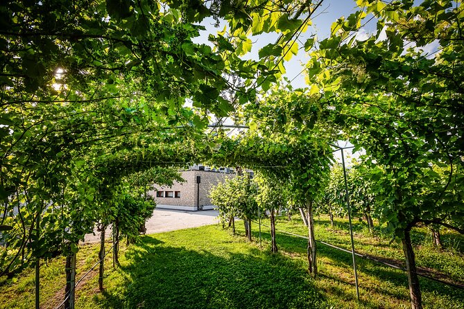 Guided Tour and wine tasting 5 wines to discover the Conegliano Valdobbiadene - Key Points