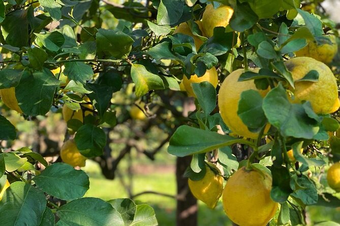 Guided tour of a historic lemon grove in Sorrento - Explore Sorrentos Historic Citrus Grove for $40.64