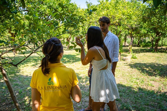 Guided tour of a historic lemon grove in Sorrento - Tasting Local Products: Lemons, Marmalades, and Lemoncello