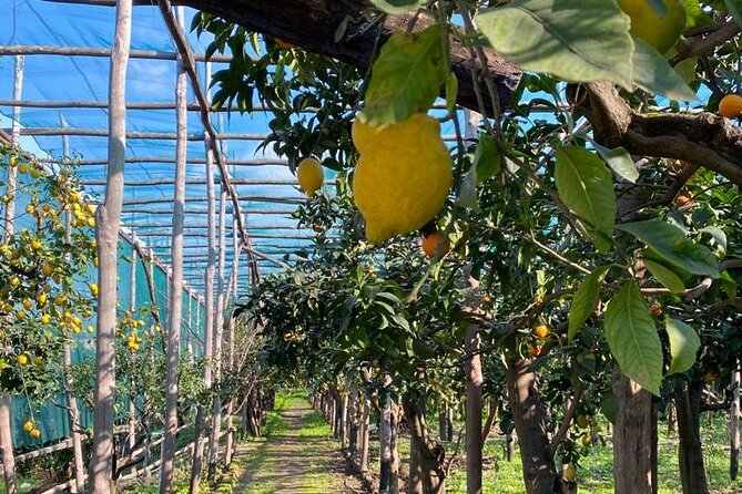 Guided tour of a historic lemon grove in Sorrento - Practical Aspects: Meeting Point, Accessibility, and Booking
