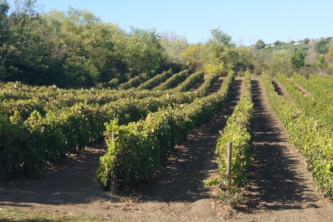 Guided Tour Of An Old Winery with Tasting from Alicante and Elche - Visiting an 18th Century Winery in Novelda