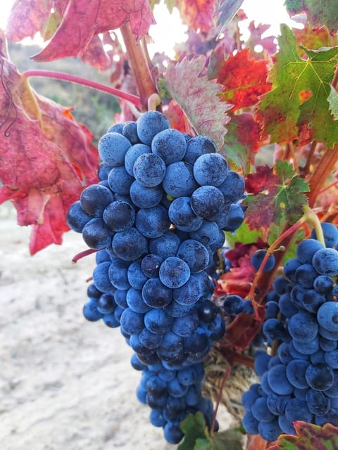 Guided tour of Bodegas J.F. Iradier, Rioja Alavesa - Timing, Accessibility, and Booking Options