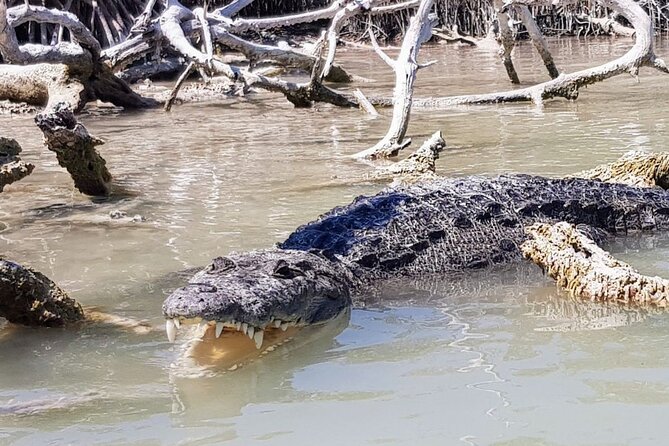 Guided Tour Of Las Coloradas, Rio Lagartos And See Crocodiles - Encountering Crocodiles at the Sanctuary